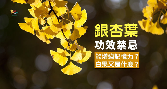 銀杏葉4大功效｜增強記憶力、改善循環！食對方法功效倍增？ - Vita Green