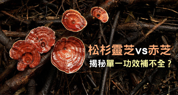 松杉靈芝 vs 赤芝功效、成分、食法優劣！揭秘單一功效補不全？