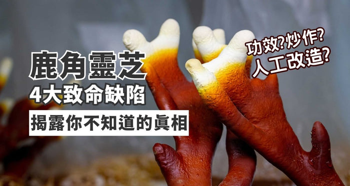 鹿角靈芝是什麼？存4大致命缺陷｜揭露其功效/種植環境/成份 - Vita Green