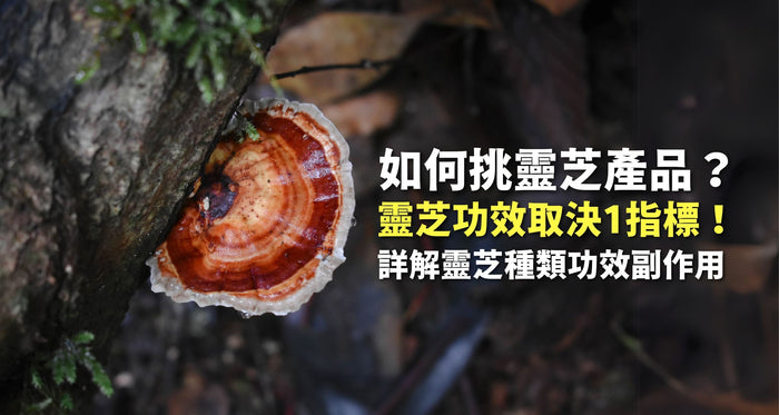 靈芝功效取決1指標！如何挑靈芝產品？中醫角度詳解靈芝種類、功效、副作用