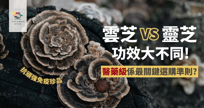 雲芝功效 vs 靈芝分別？副作用與禁忌全解析！專家授揀選法則 - Vita Green